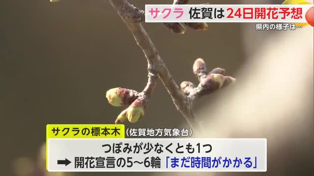 佐賀の桜はまだつぼみ...開花予想は24日 満開は4月2日予想【佐賀県】