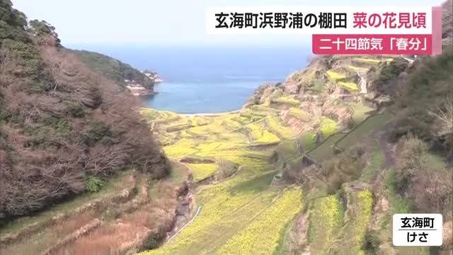 佐賀の絶景スポット！棚田でゆれる春色…菜の花見頃　玄海町「浜野浦の棚田」【佐賀県】