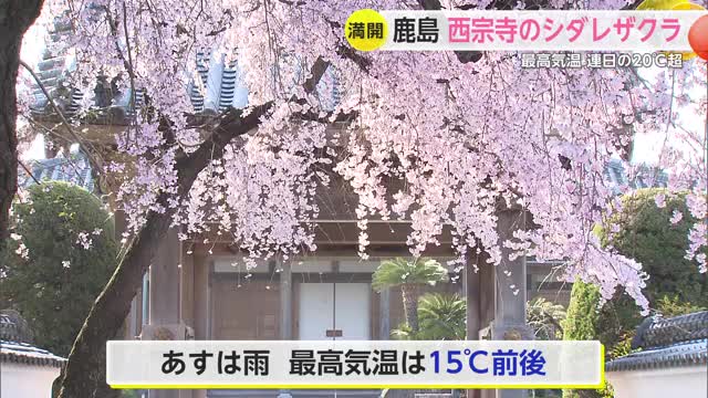 鹿島でシダレザクラが満開 最高気温が各地で20℃超 4月中旬並みに【佐賀県】