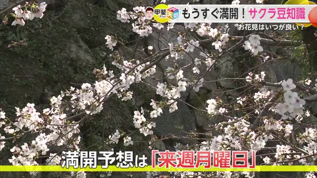 お花見のベストなタイミングは今週末！満開予想は3月30日【佐賀県】