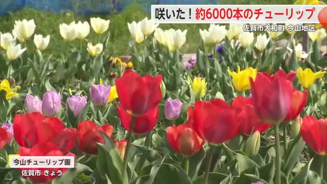 カラフルな約6000本のチューリップ 大和町で見頃迎える【佐賀県】