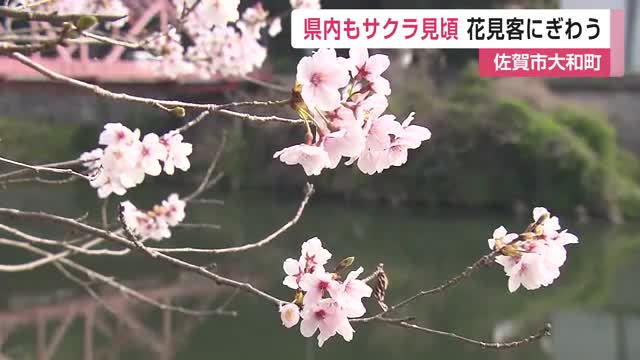 佐賀もお花見シーズン！佐賀市大和町の與止日女神社　サクラほぼ満開【佐賀県】