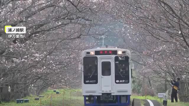 “桜の駅”浦ノ崎駅でサクラと食、ステージ楽しむ 4月上旬が見頃か【佐賀県伊万里市】