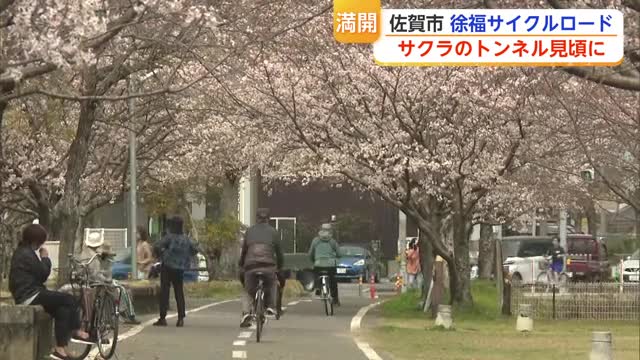 旧国鉄の跡地「徐福サイクルロード」に咲く1000本の桜 今年1番の暖かさで見頃迎える【佐賀県】