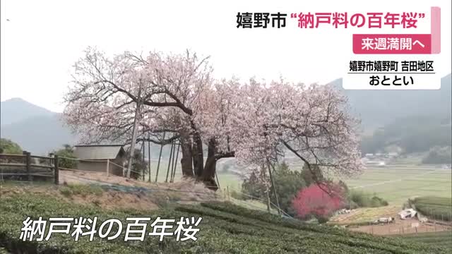 茶畑との絶景コントラスト 嬉野市の一本桜「納戸料の百年桜」今年も花を咲かせる【佐賀県】