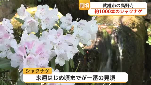 白やピンクのシャクナゲ1000本が満開 武雄市・高野寺で見頃迎える【佐賀】