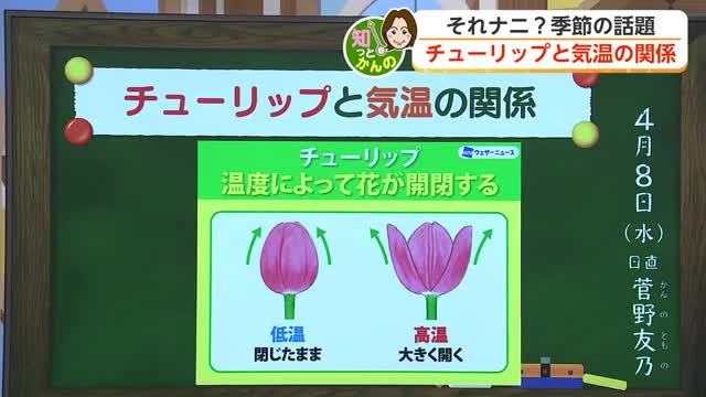 チューリップの開き方で気温がわかる？「20℃以上で大きく開く」【佐賀】