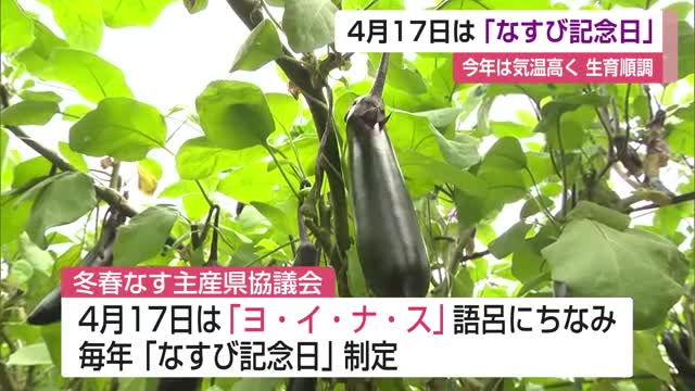 4月17日は「ヨ・イ・ナ・ス」の語呂にちなみ「なすび記念日」今年の出荷量1000トン見込み【佐賀県】