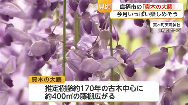 樹齢170年 鳥栖市「真木の大藤」が見頃迎える 毎年恒例の藤まつり開催【佐賀県】