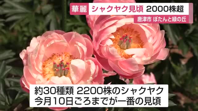 30種2200株 色とりどりのシャクヤク 唐津市肥前町で5月10日ごろまでが一番見頃【佐賀県】