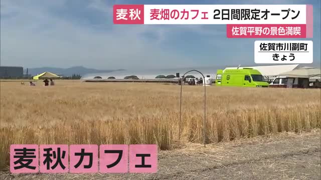 麦畑の中にカフェ 収穫前の2日間限定オープン 佐賀平野の麦秋満喫 地元産の野菜販売も【佐賀県】