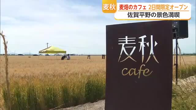 「日本の宝ですよ」佐賀平野の麦秋カフェいかが 収穫前に期間限定オープン 一面麦畑の絶景【佐賀県】
