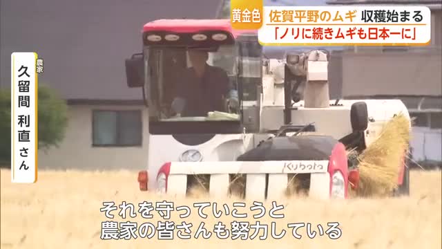 「ノリに続いて二条大麦でも日本一を」佐賀の二条大麦が春先の水不足と天候不順乗り越え収穫へ【佐賀県】