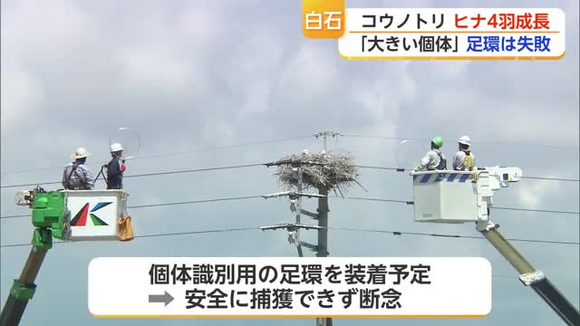 4年連続で白石町に巣をつくるコウノトリ ヒナ4羽が元気に育つも足環装着は断念【佐賀県】