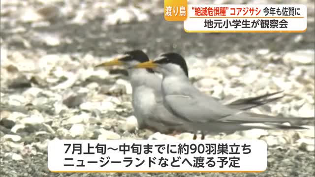 絶滅危惧種コアジサシが今年も飛来　佐賀で16羽のヒナ誕生、7月にも巣立ちへ【佐賀県】