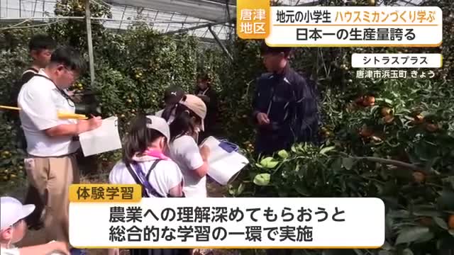 ハウスミカン生産量日本一の唐津　地元の小学生がミカンづくり学ぶ【佐賀県】